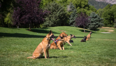 in-home dog training Phoenix AZ