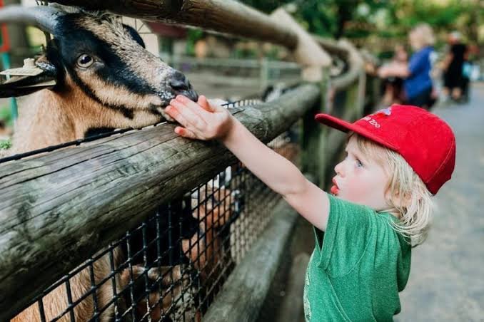 Petting Zoo St Louis