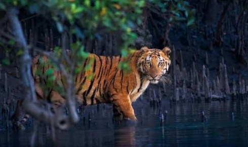 Sundarban tour